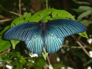 Butterflies of Thailand Screensaver screenshot